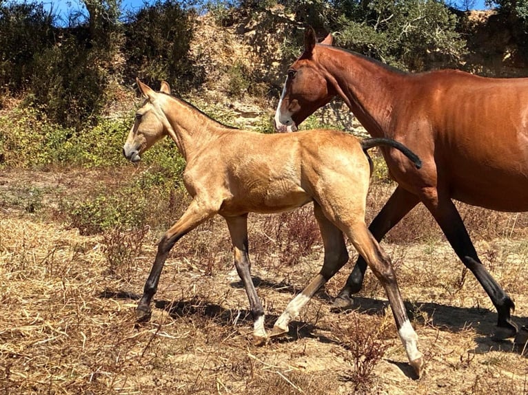 Lusitanos Hengst Fohlen (03/2025) 163 cm Buckskin in Cadriceira