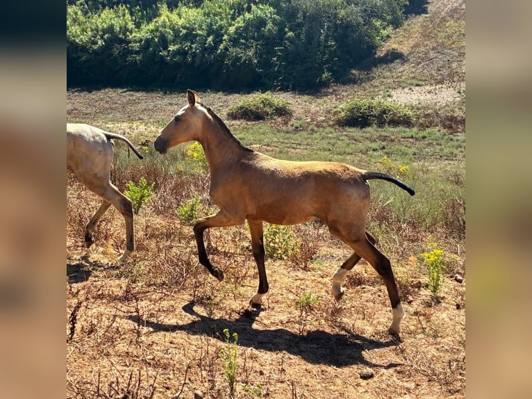 Lusitanos Hengst Fohlen (03/2025) 163 cm Buckskin in Cadriceira