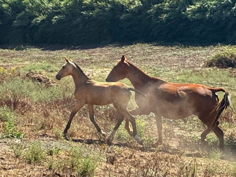 Lusitanos Hengst Fohlen (03/2025) 163 cm Buckskin in Cadriceira