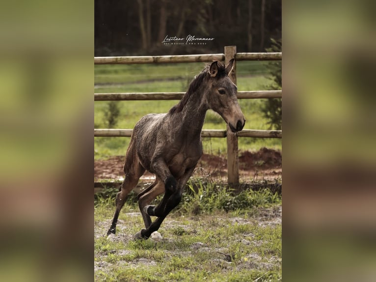 Lusitanos Hengst Fohlen (03/2025) 164 cm Buckskin in RIO MAIOR