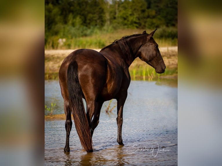 Lusitanos Hengst  164 cm Grullo in Walsrode