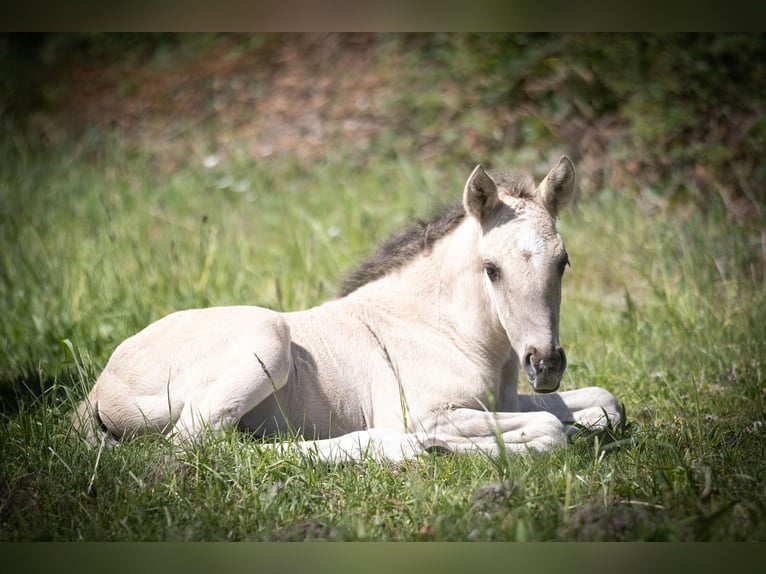 Lusitanos Hengst  164 cm Grullo in Walsrode