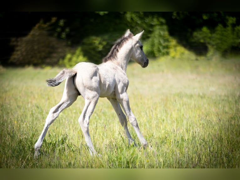 Lusitanos Hengst  164 cm Grullo in Walsrode