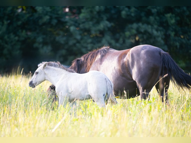 Lusitanos Hengst  164 cm Grullo in Walsrode