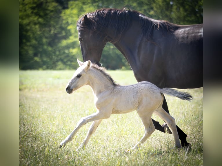 Lusitanos Hengst  164 cm Grullo in Walsrode