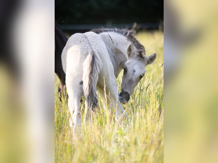 Lusitanos Hengst  164 cm Grullo in Walsrode
