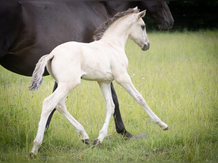 Lusitanos Hengst  164 cm Grullo in Walsrode