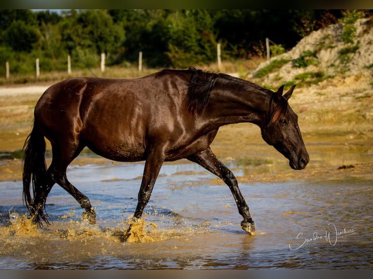 Lusitanos Hengst  164 cm Grullo in Walsrode