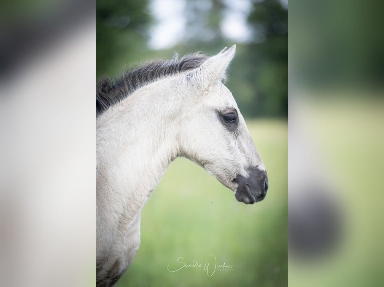 Lusitanos Hengst  164 cm Grullo in Walsrode