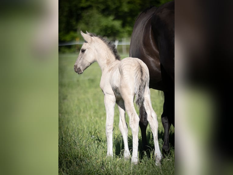 Lusitanos Hengst  164 cm Grullo in Walsrode