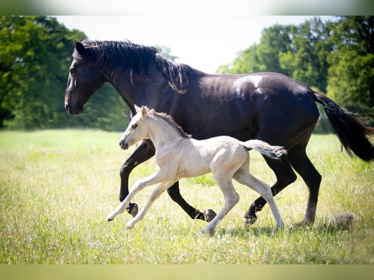 Lusitanos Hengst  164 cm Grullo in Walsrode