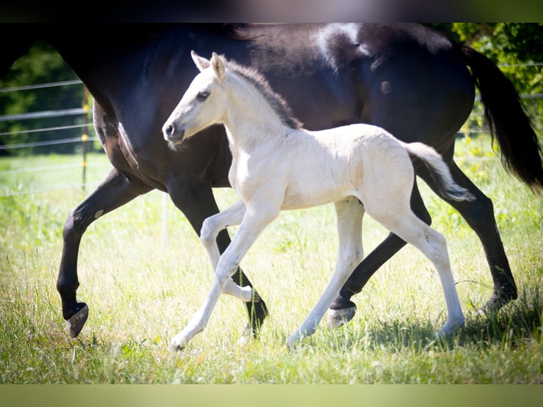 Lusitanos Hengst  164 cm Grullo in Walsrode