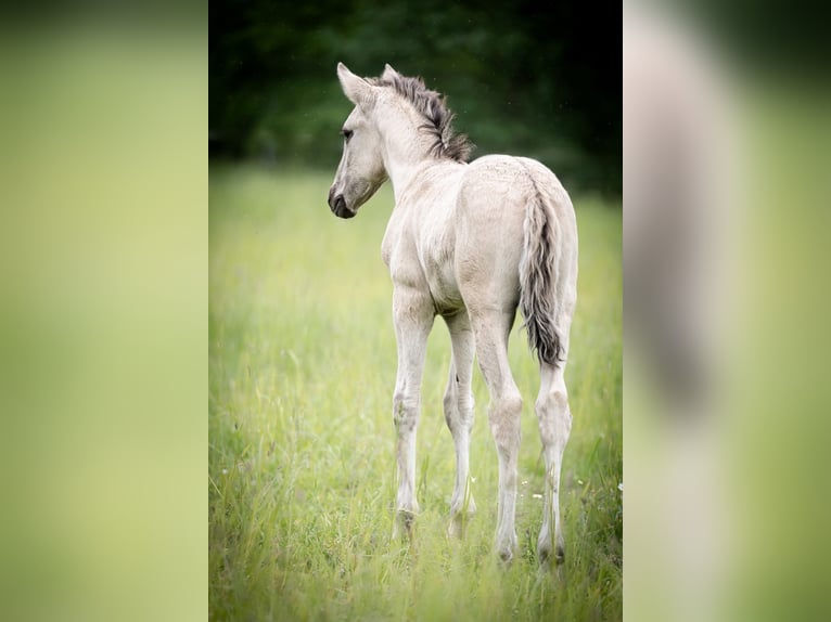 Lusitanos Hengst  164 cm Grullo in Walsrode