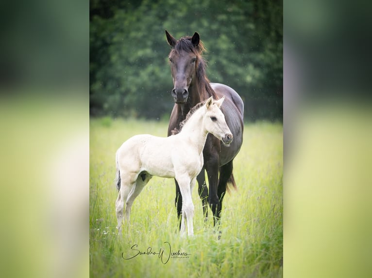 Lusitanos Hengst  164 cm Grullo in Walsrode