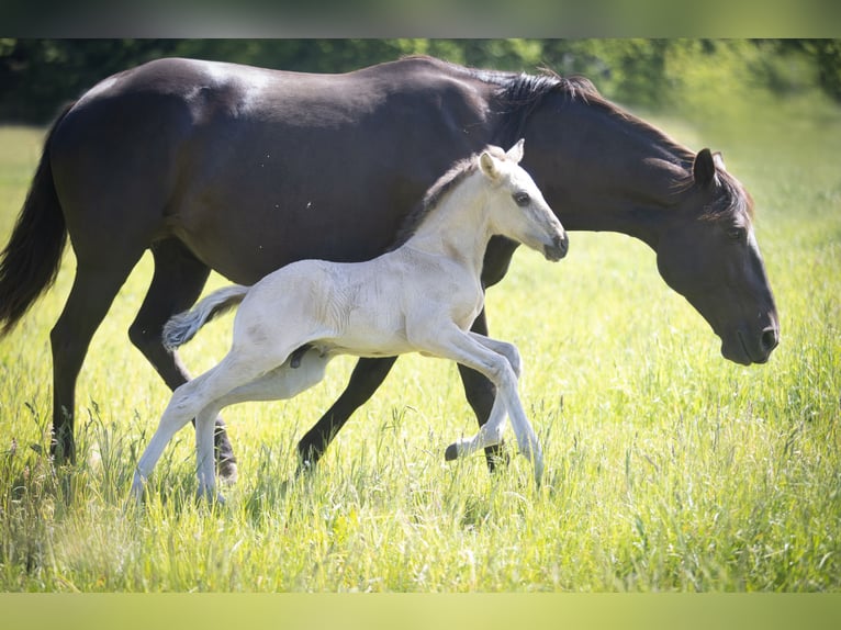Lusitanos Hengst  164 cm Grullo in Walsrode