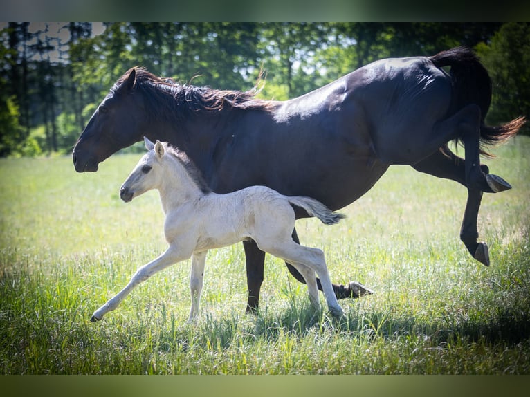 Lusitanos Hengst  164 cm Grullo in Walsrode