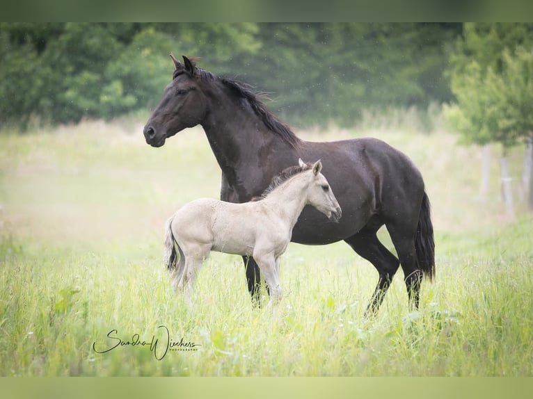 Lusitanos Hengst  164 cm Grullo in Walsrode