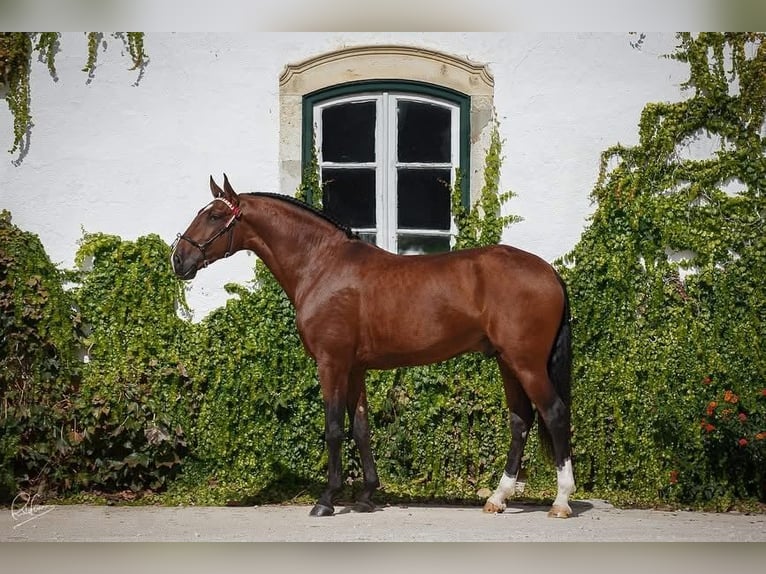 Lusitanos Hengst Fohlen (04/2026) 165 cm Brauner in Bredene