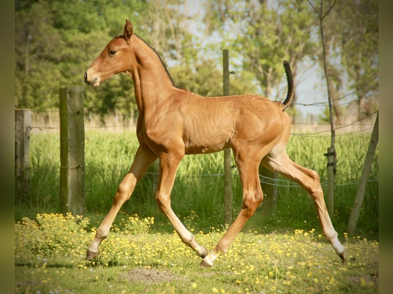 Lusitanos Hengst Fohlen (04/2026) 165 cm Brauner in Bredene