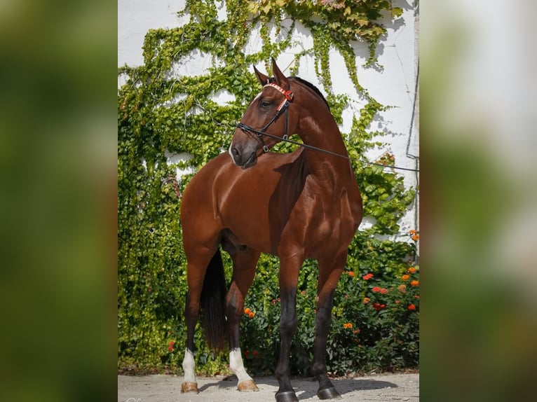 Lusitanos Hengst Fohlen (05/2026) 165 cm Dunkelbrauner in Pleyben
