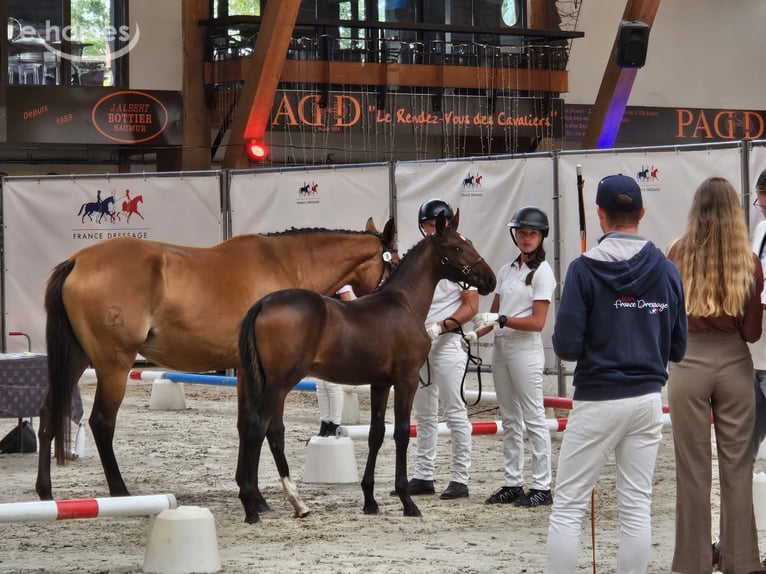 Lusitanos Hengst Fohlen (05/2026) 165 cm Dunkelbrauner in Lothey