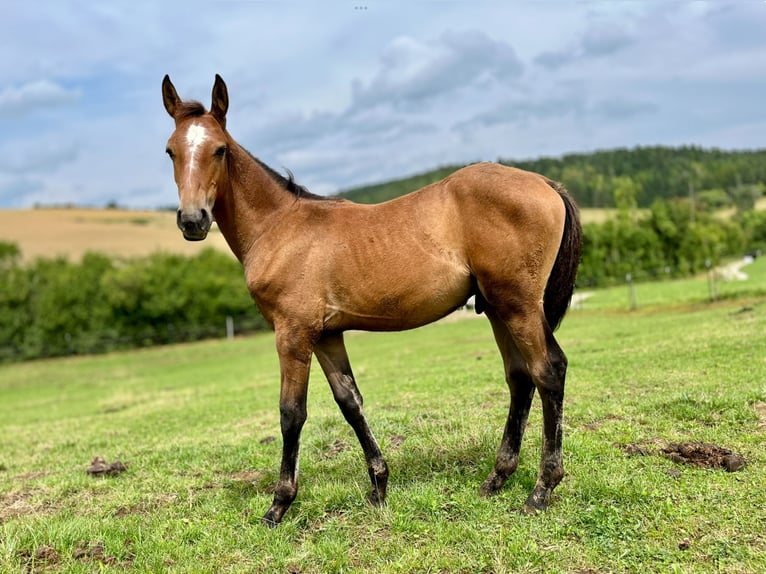 Lusitanos Hengst Fohlen (04/2025) 165 cm Falbe in Geislingen