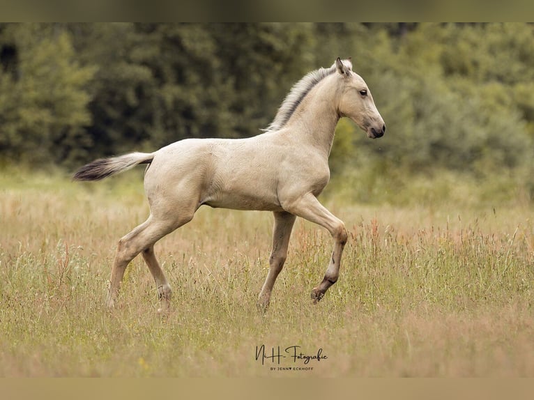 Lusitanos Hengst  165 cm Palomino in Lefitz