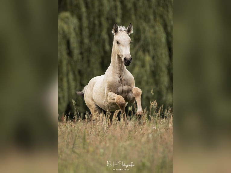 Lusitanos Hengst  165 cm Palomino in Lefitz
