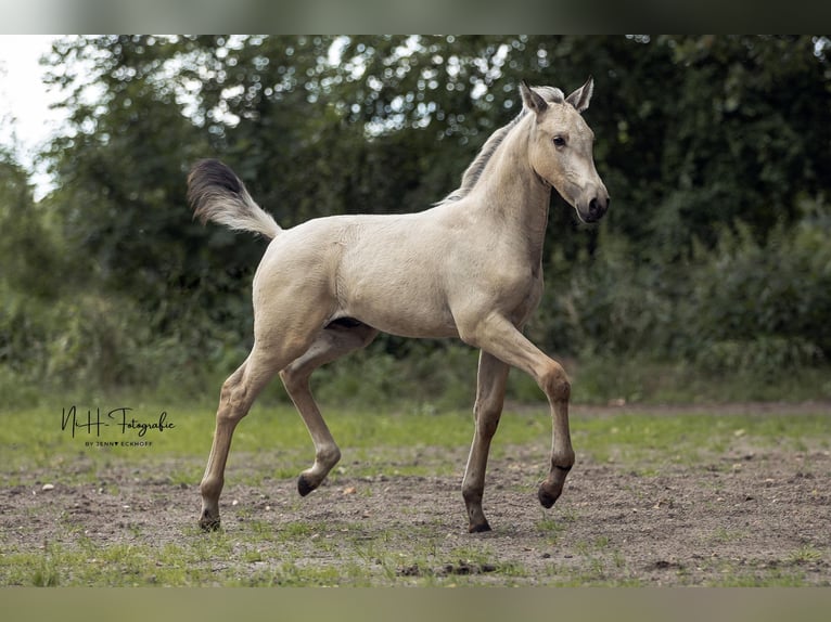 Lusitanos Hengst  165 cm Palomino in Lefitz