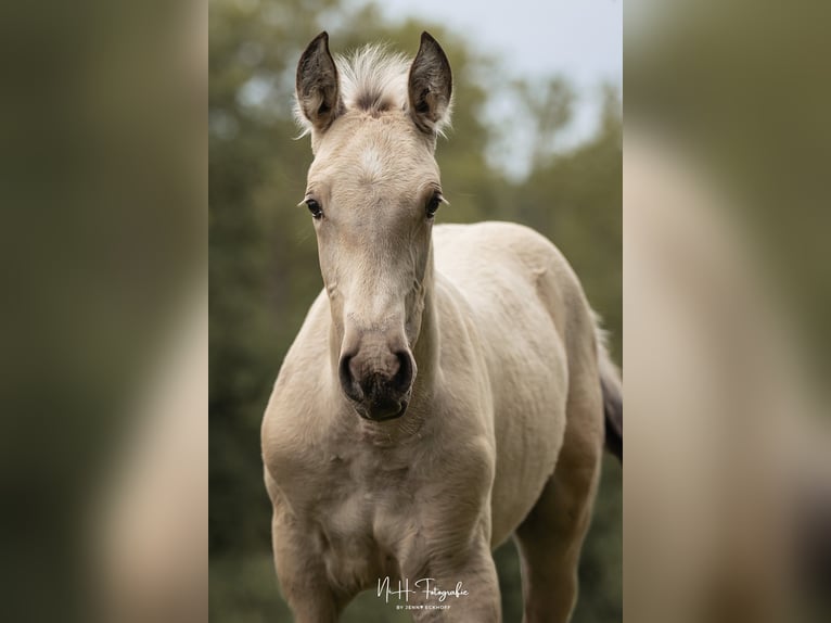 Lusitanos Hengst  165 cm Palomino in Lefitz