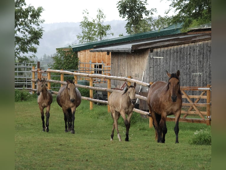 Lusitanos Hengst Fohlen (04/2026) 166 cm Buckskin in FuchstalFuchstal