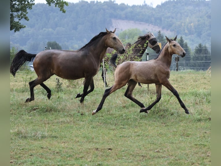 Lusitanos Hengst Fohlen (04/2026) 166 cm Buckskin in FuchstalFuchstal