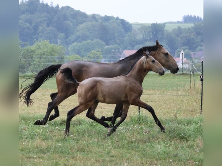 Lusitanos Hengst Fohlen (04/2026) 166 cm Buckskin in FuchstalFuchstal