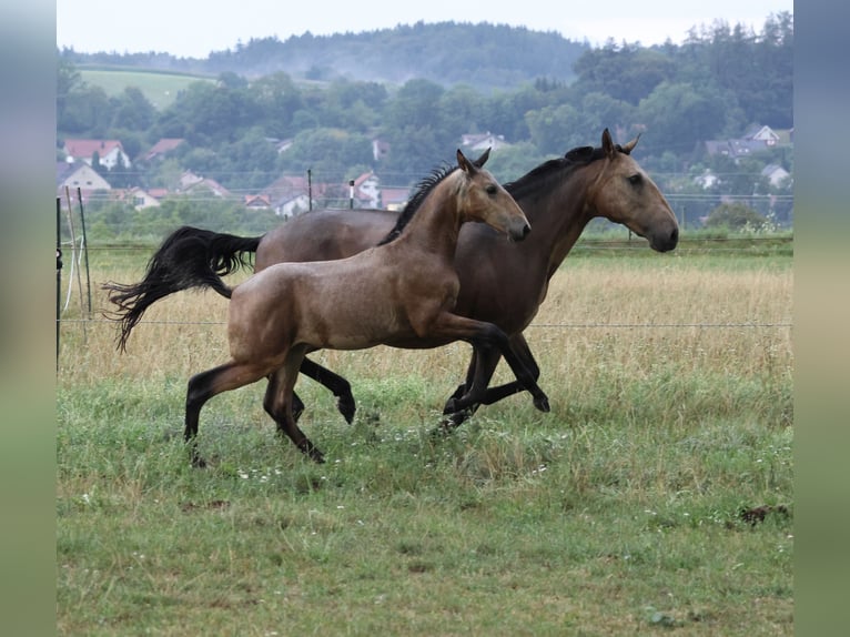 Lusitanos Hengst Fohlen (04/2026) 166 cm Buckskin in FuchstalFuchstal