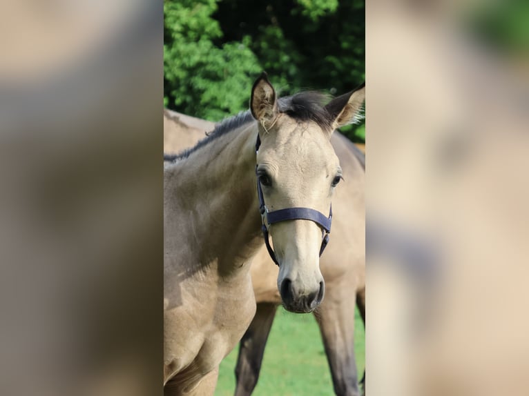 Lusitanos Hengst Fohlen (04/2026) 166 cm Buckskin in FuchstalFuchstal