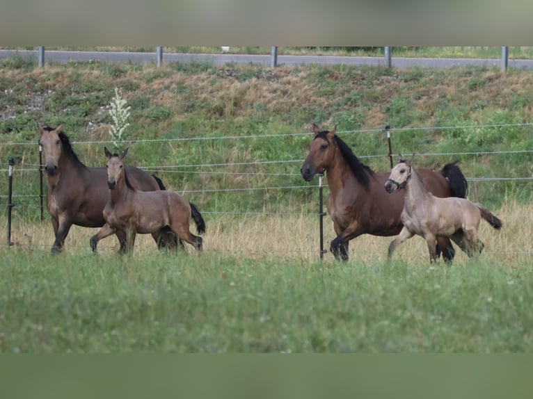 Lusitanos Hengst Fohlen (04/2026) 166 cm Buckskin in FuchstalFuchstal