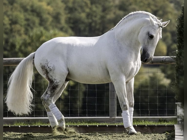 Lusitanos Hengst Fohlen (02/2024) Brauner in Arles