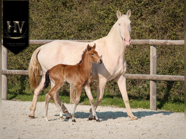 Lusitanos Hengst Fohlen (01/2026) Buckskin in Grury