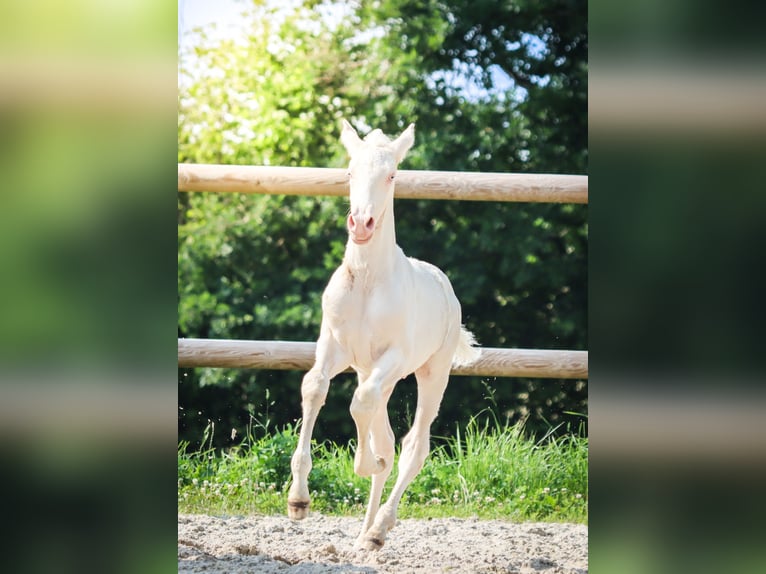 Lusitanos Hengst  Cremello in Marly-sous-Issy