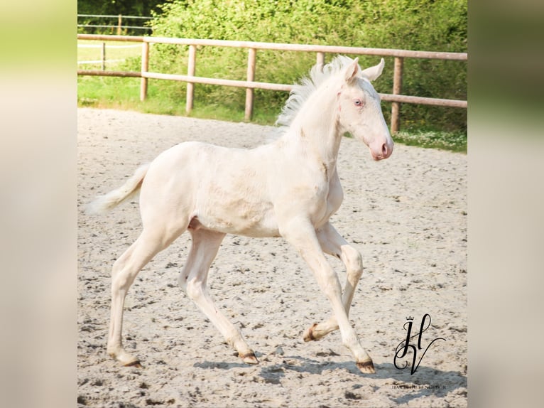 Lusitanos Hengst  Cremello in Marly-sous-Issy