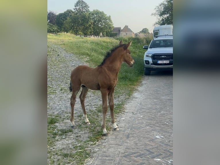 Lusitanos Hengst Fohlen (01/2025) in Groningen