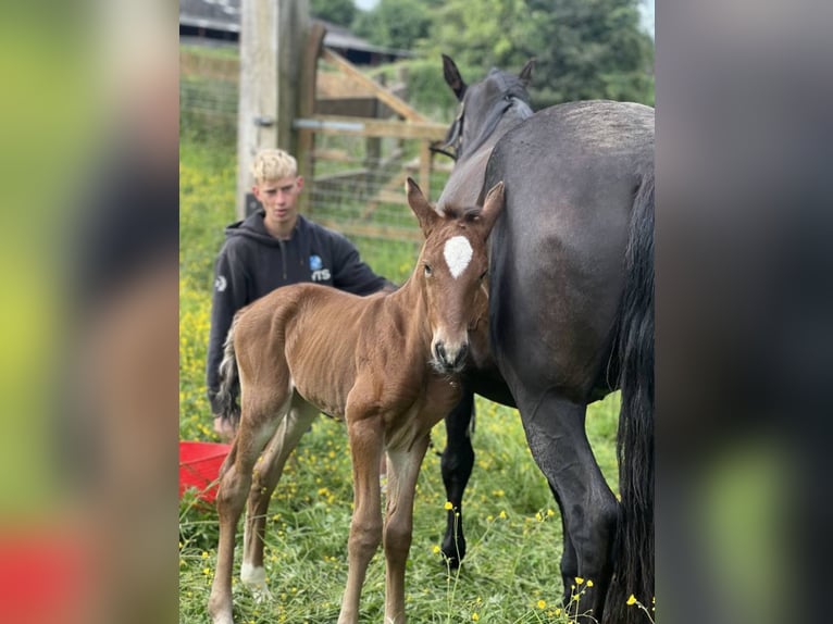 Lusitanos Hengst Fohlen (01/2025) in Groningen