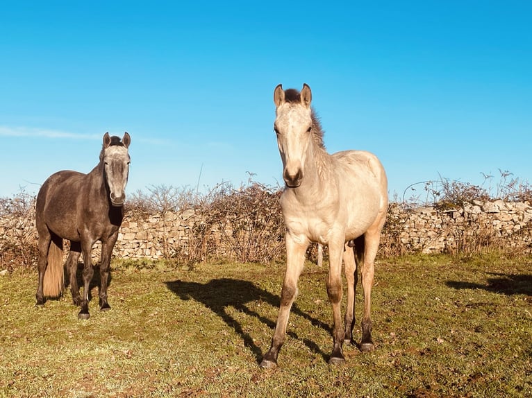 Lusitanos Hengst Fohlen (08/2025) Falbe in Saint Marcel en Marcillat