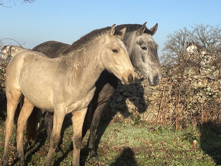 Lusitanos Hengst Fohlen (08/2025) Falbe in Saint Marcel en Marcillat
