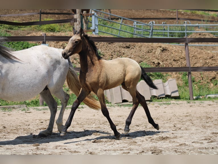 Lusitanos Hengst  Falbe in Saint Rome de Cernon