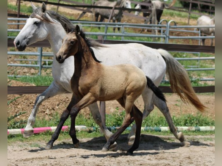 Lusitanos Hengst  Falbe in Saint Rome de Cernon