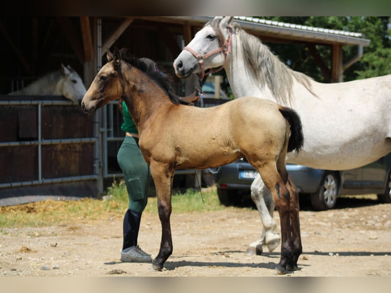 Lusitanos Hengst  Falbe in Saint Rome de Cernon