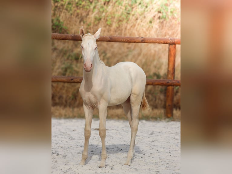 Lusitanos Hengst Fohlen (04/2026) Perlino in Grury