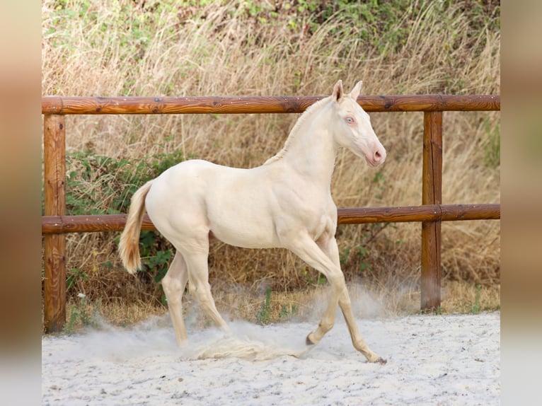Lusitanos Hengst Fohlen (04/2026) Perlino in Grury