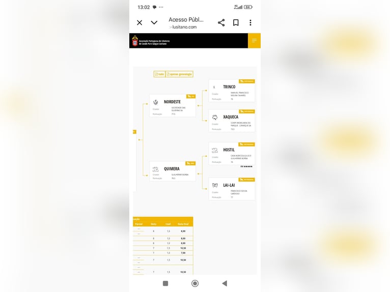 Lusitanos Hengst Fohlen (04/2025) Schimmel in Las Piñas